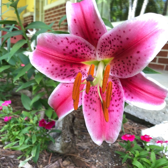 Meet your Posher, Jordyn - Picture 1 of 1